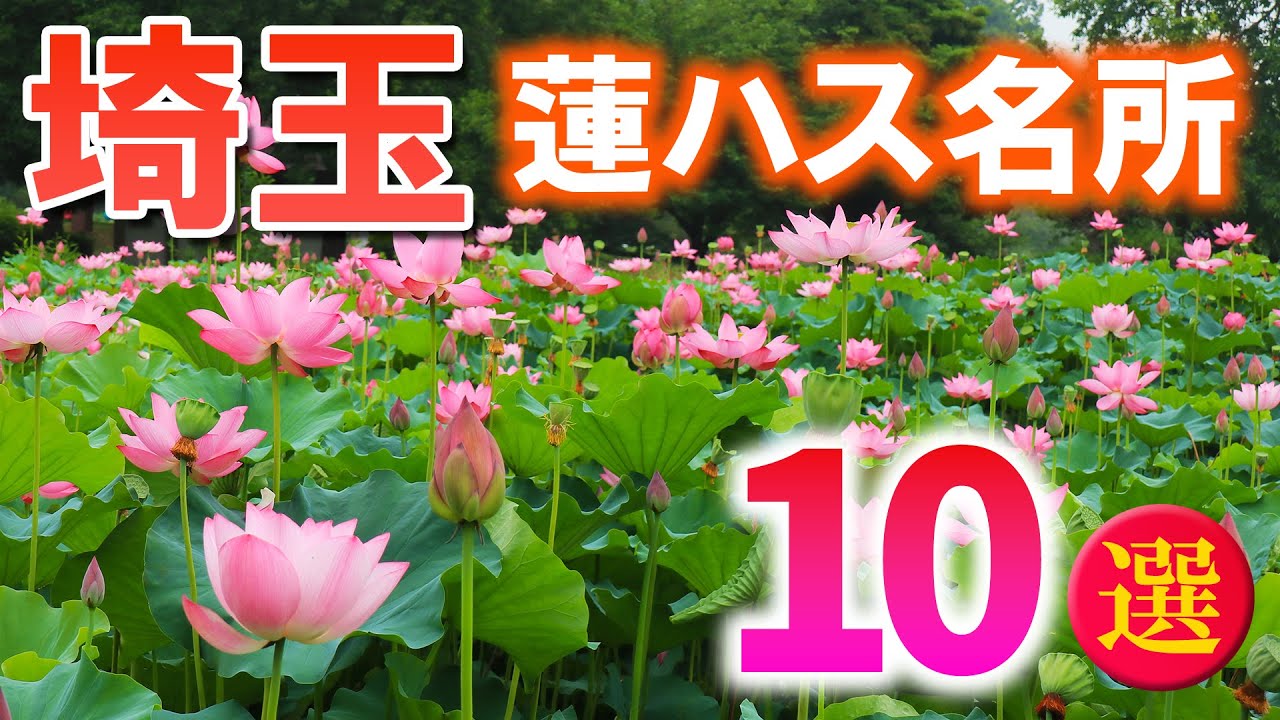 早起きして行きたい埼玉の蓮ハス名所10選/猛暑に負けない花たち/埼玉観光旅行vlog