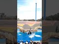 #orcas #aquaticlife #seaworld