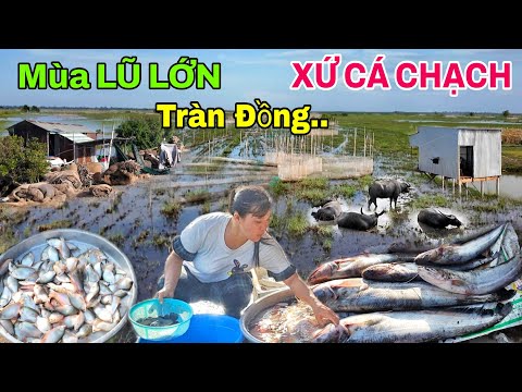 Nước lên Lớn hết hồn Xóm CÁ KẾT Cá Chạch Đồng vùng biên giới Campuchia - Gặp CÁ RÔ BIỂN Khủng 150K