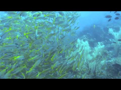 Diving @Temple of the sea 2015
