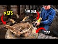 Tire full of rats unleashed by saw zall and vicious rat dogs