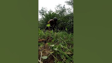 Harvesting cassava part 777 #shorts #farming #cassava #nature  #cassavaroots #cassavafarming