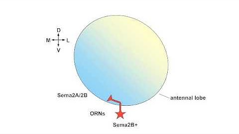 07 2 Olfactory Circuit Drosophila