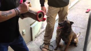 Radio Host meets Police Dog