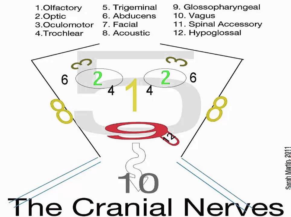 nursing neurological assessment forms