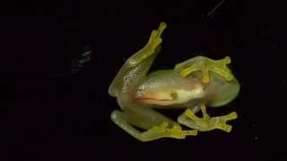 Ever wonder why they're called 'Glass Frogs'?