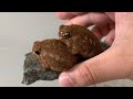【短い舌】それじゃ餌は食べられない！アメフクラガエル。rain frog