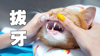 【喵来啦】猫能有多调皮真能把自己牙撞掉