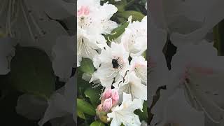 Bumblebee at work 🐝🌸 pollinating life #Bumblebee #Bee #Nature #Wildlife #Pollination #naturelovers