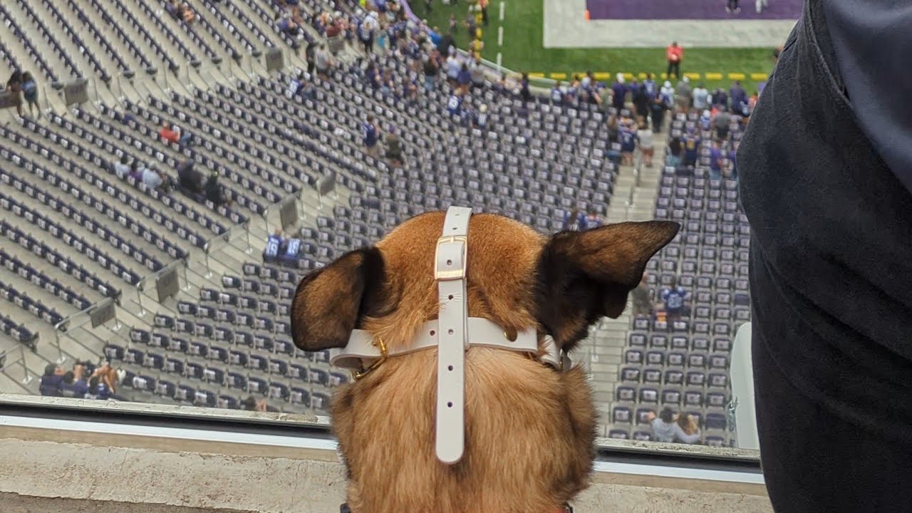 Service Dogs at US BANK STADIUM in Minnesota Guide to success! 