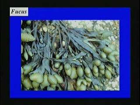 शैवाल: विश्व के सबसे महत्वपूर्ण पौधे - महासागर विज्ञान पर परिप्रेक्ष्य