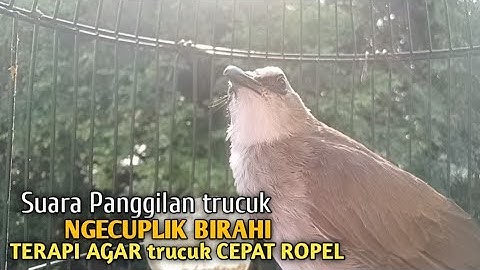 Trucuk BETINA memanggil Jantan Suara Birahi Ngecuplik 100% pancingan trucukan gacor agar BUNYI EMOSI