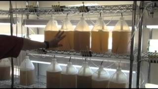 Photon8: Processes for Sustainable Products from Algae