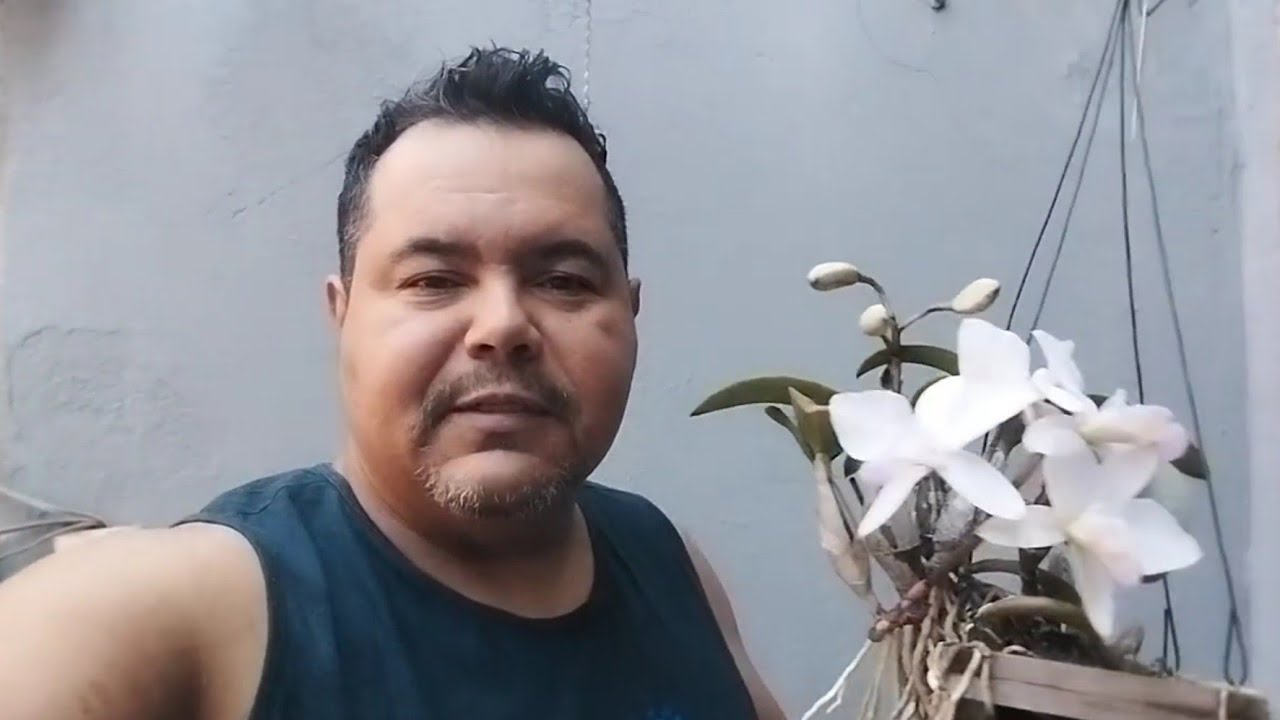 TODA COLEÇÃO DE NOBILIOR AMALIAE NT 