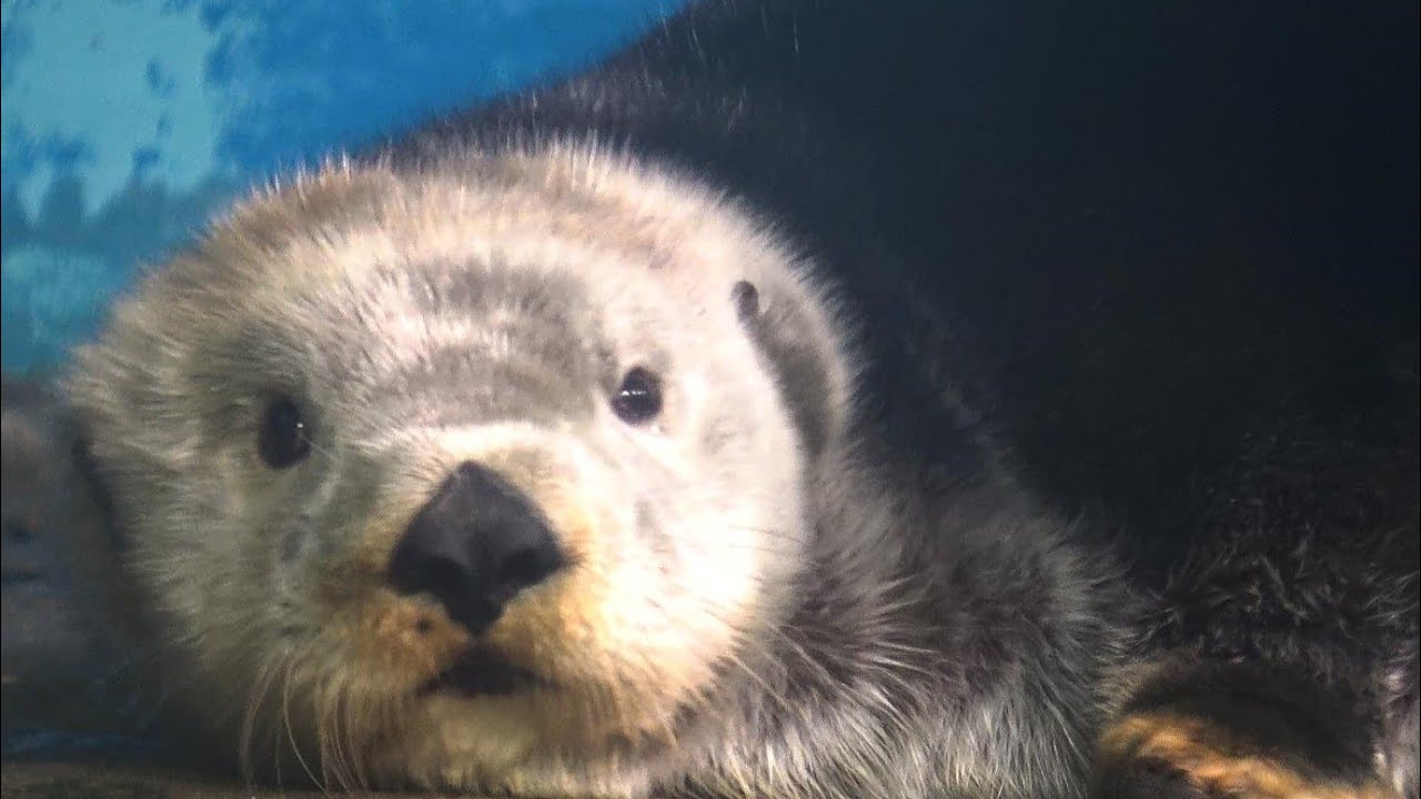 マリンワールドのラッコのリロくん、おやすみ前の　のんびり毛づくろい