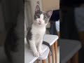 #cat #kitten #funny #funnyvideo #kedi #shorts #cats #pets #cattiktok #turkishcat #keşfet
