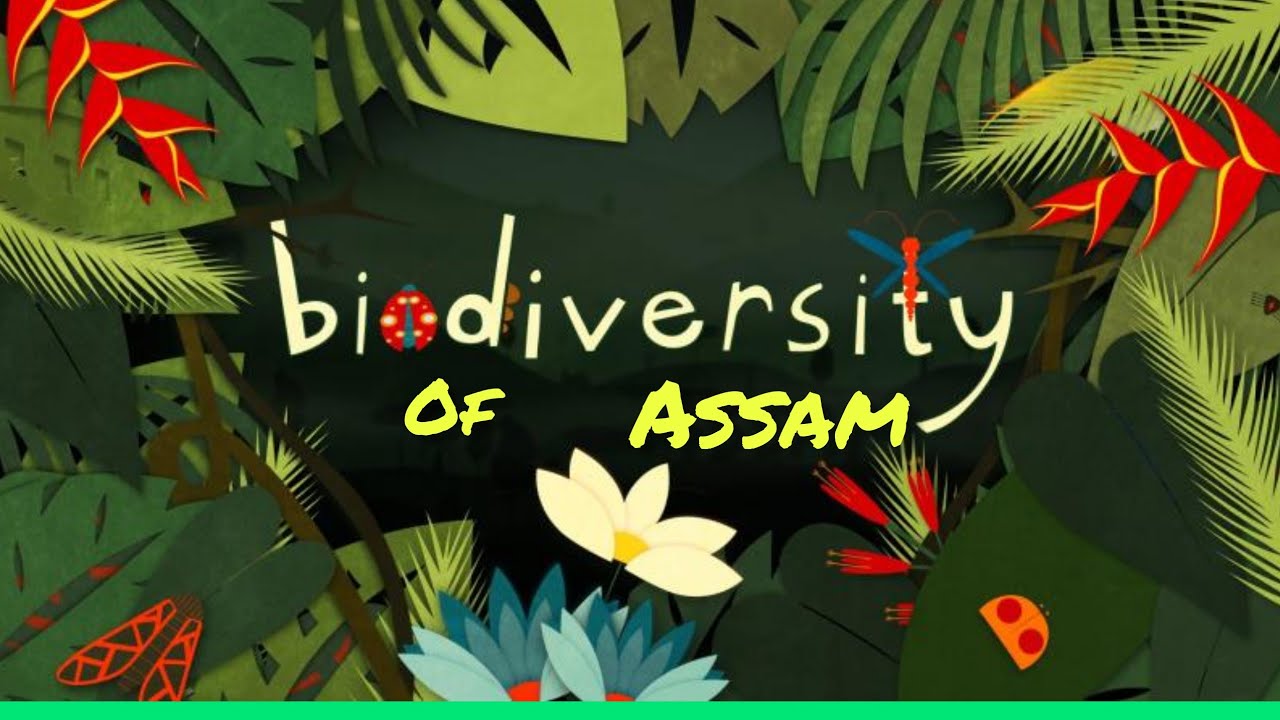 biodiversity of assam essay