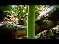 Pygmy Hippo Foundation