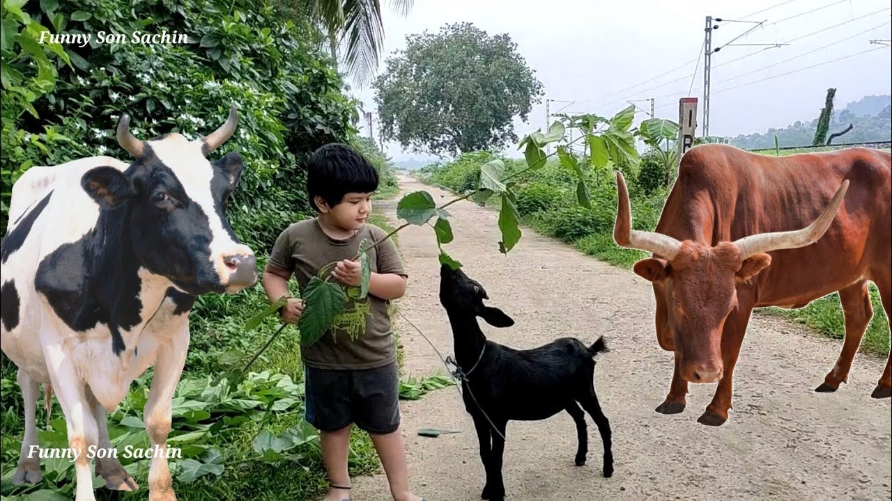 Village Cute Boy Daily Vlogs | Cow sounds Moo effect | Animals Video || Sachin's Daily Vlogs | 