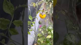 Download Lagu En Veetu Thottathil | aadi and Aashu #thottam #nature #cute #shorts #aadiandaashu MP3