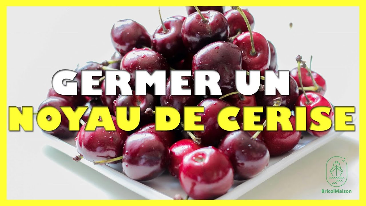 Comment faire germer un noyau de cerise YouTube — free download