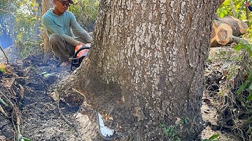 Felling huge bald tree !! Stihl ms881 & Husqvarna 395xp chainsaw.