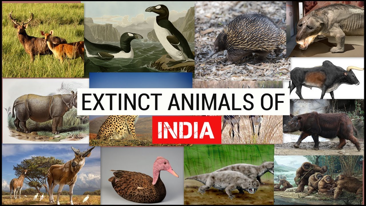 Extinct Animals Of India Simben Youtube