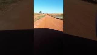 Cobra Naconda Sucuri Gigante Sucuri Brasileira Giant Brazilian Snake In The State Of Tocantins