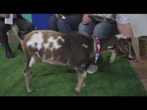 Clear the Shelters: Meet some adorable goats from Whispering Acres Farm!