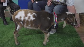 Clear the Shelters: Meet some adorable goats from Whispering Acres Farm!