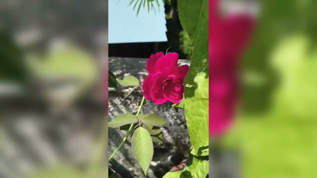 #Rose