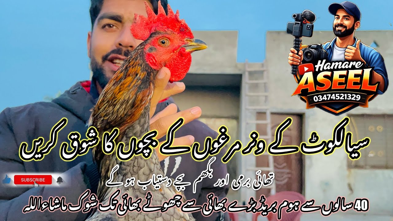 سیزن کے ونر مرغوں کے بچوں کا شوق کریں |بچے دستیاب ہیں 🤗|40 سال اولڈ ہوم بریڈ ماشاءاللہ 😍|