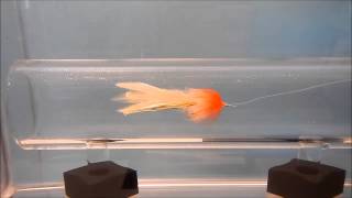 Swim Tank Test Seaducer