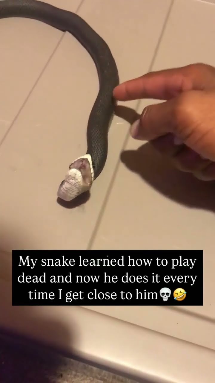 Bro snake learning to play  dead go my skin