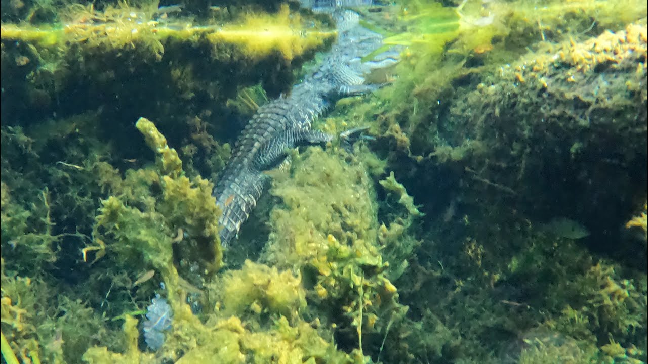 SWIM TRUNK ALLIGATORS