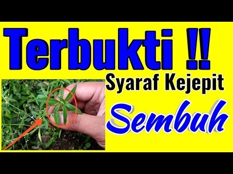 SYARAF KEJEPIT Langsung Minggat Dengan Rumput Liar Ini!!! | Ramuan tradisional untuk syaraf kejepit . 