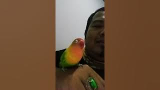 lb Kusuma ngekek panjang