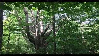 The Meeting Tree, Emancipation Day