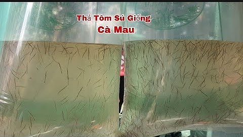 Cách Thả TÔM SÚ GIỐNG Vào Vuông Nuôi Tôm Quảng Canh Cải Tiến Ở Cà Mau | Thảo Phan Vlog
