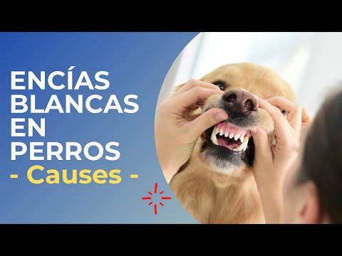 Video: Color y aspecto de las encías: evaluación de la salud de su perro