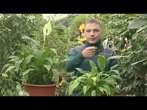 Video: Spathiphyllum dauginimasis namuose