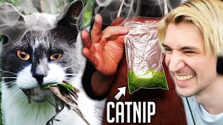 xQc Reacts to 'Getting Stray Cats High To Stop Them Eating My Pets' by I did a thing