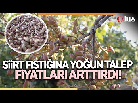 Siirt Fıstığı Ülke Ekonomisine 7 Milyar TL Katkı Sağlayacak