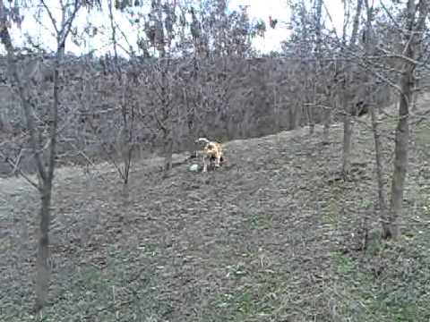 sabueso espanol migdonia kolchiko thessaloniki greece SPANISH HOUND