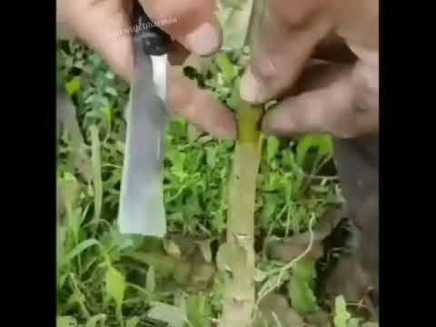 Walnut tree Grafting