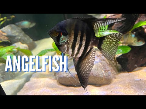 Video: Ovatko angelfish livenä?