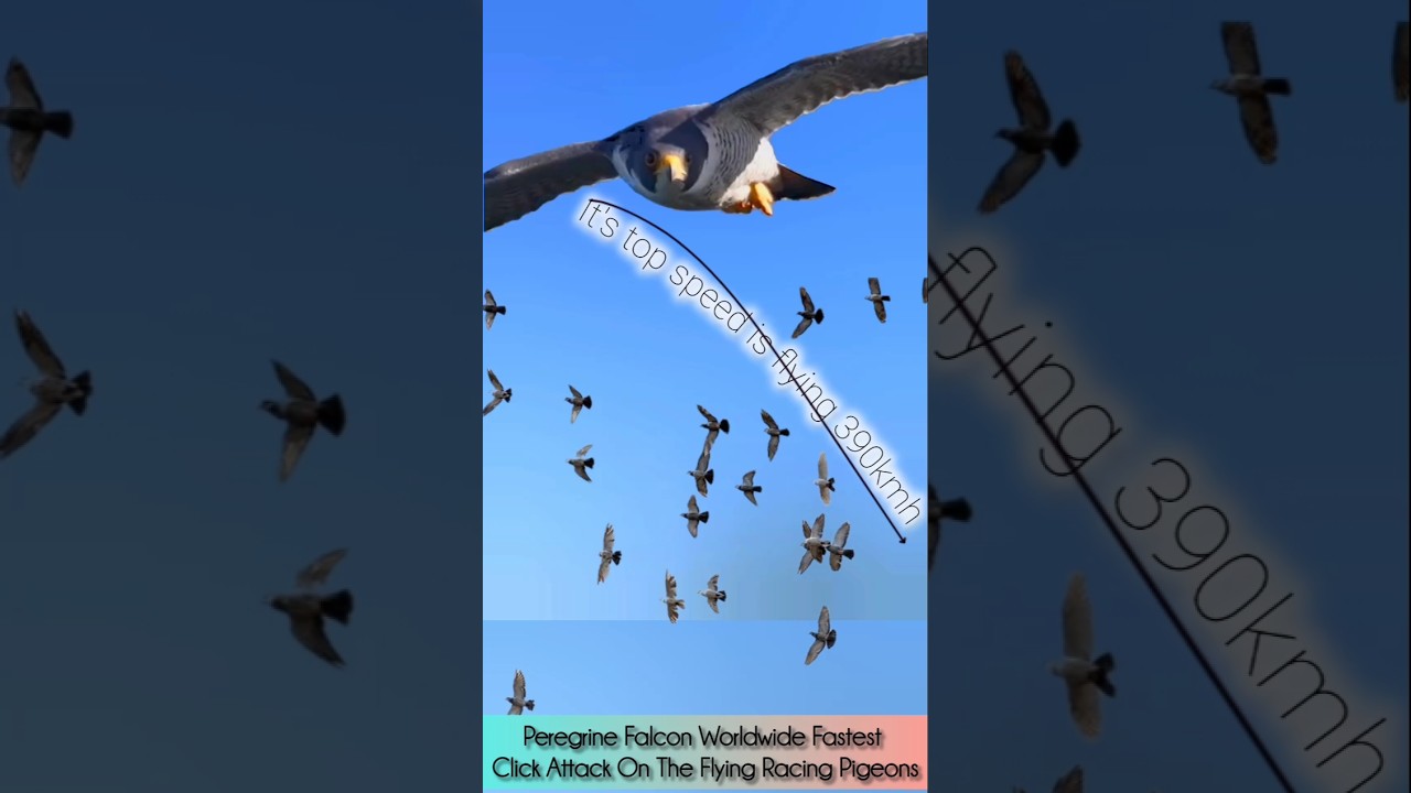 Peregrine Falcon Worldwide Fastest Click Attack On The Flying Racing Pigeons 390kmh #fyp