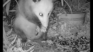 Wow! Opossum mom shows her babies in her pouch!