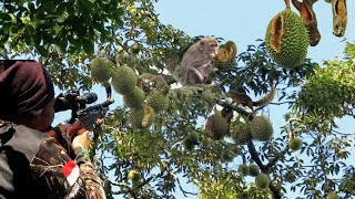 TUPAI DAN KERA NAKAL HABISKAN BUAH DURIAN