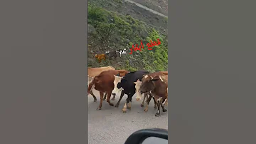 يا بقرة صبي لبن ظفار Nature Oman Travel 